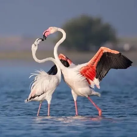 Mariuccia 度假居 皮诺港